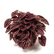 Peperomia Red Luna 11/20 Plants Almost Paradise Berlin